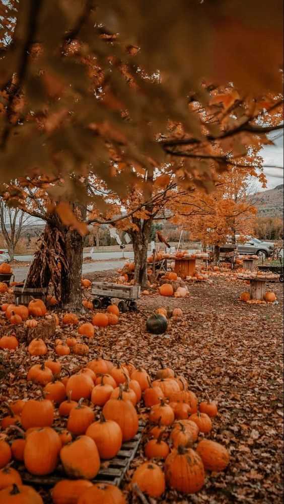 Pumpkin Patch for Thanksgiving Wallpaper Ideas